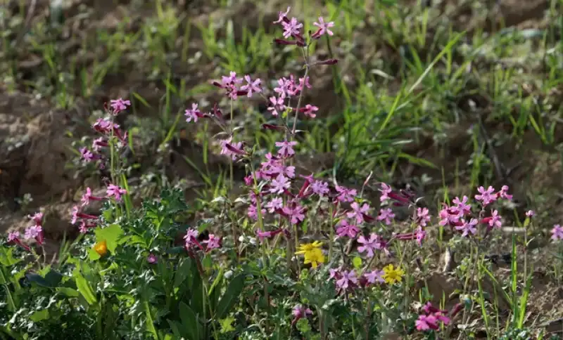 Baharın Müjdecisi: Cemre Toprağa Düştü! 