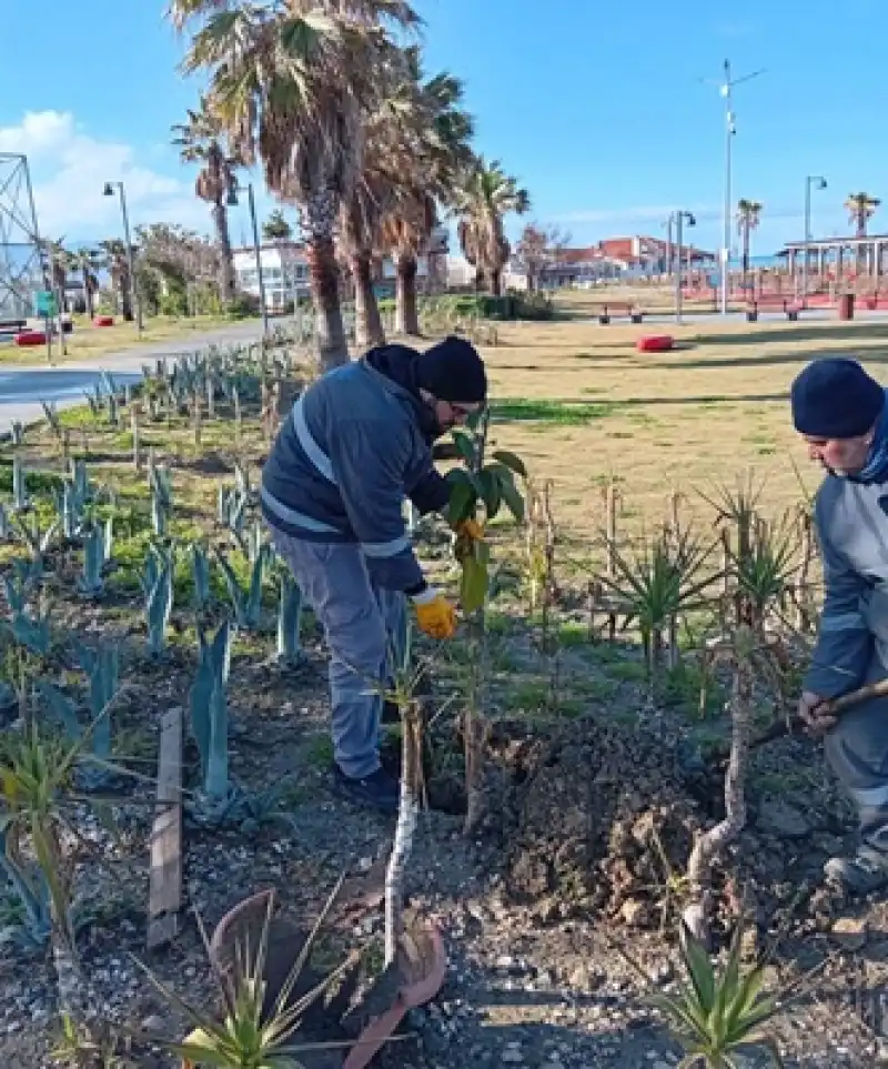 Park Ve Bahçeler Müdürlüğü’nden Ilçe Genelinde Yoğun çalışma