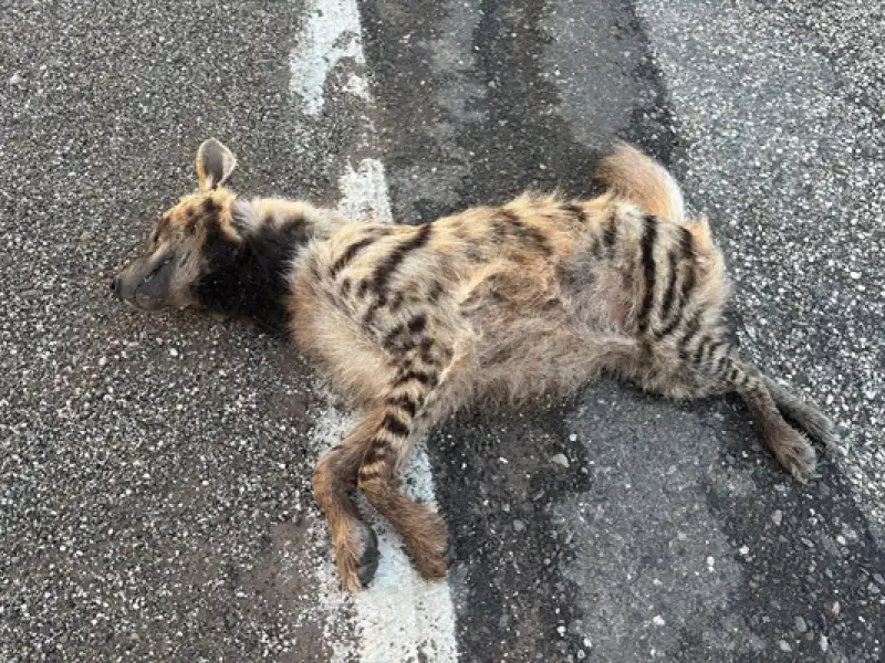 Hatay’da Çizgili Sırtlan Araç Çarpmasıyla Hayatını Kaybetti