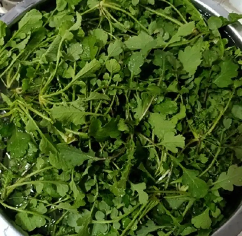 Hatay’ın Yenilebilir Otları… (Kömeç, Sliyk)