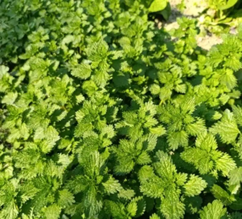 Hatay’ın Yenilebilir Otları… (Kömeç, Sliyk)
