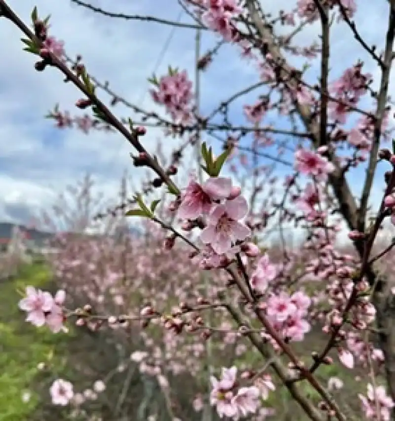 Meyve Bahçelerinde Kritik Takip
