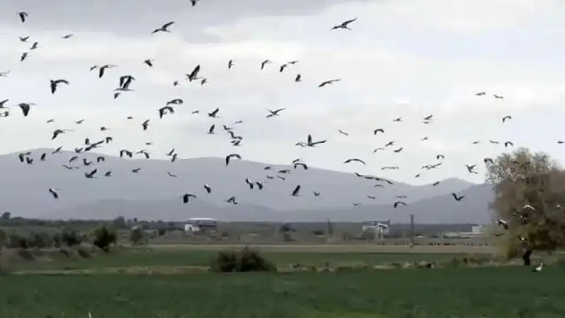 Baharın Müjdecisi Leylekler Hatay Semalarında   
