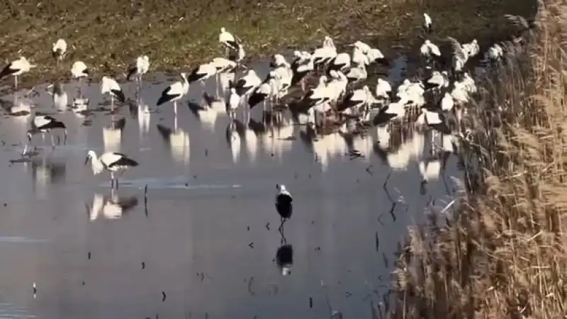 Baharın Müjdecisi Leylekler Hatay Semalarında   
