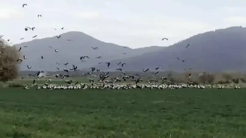 Baharın Müjdecisi Leylekler Hatay Semalarında   