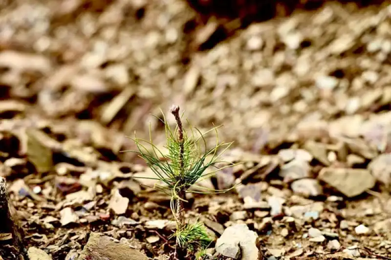 Yeşil Vatan İçin Fidanlar Toprakla Buluşuyor