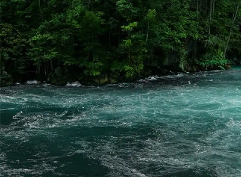Küresel Su İflası Geliyor: Çözüm Ormanları Korumakta
