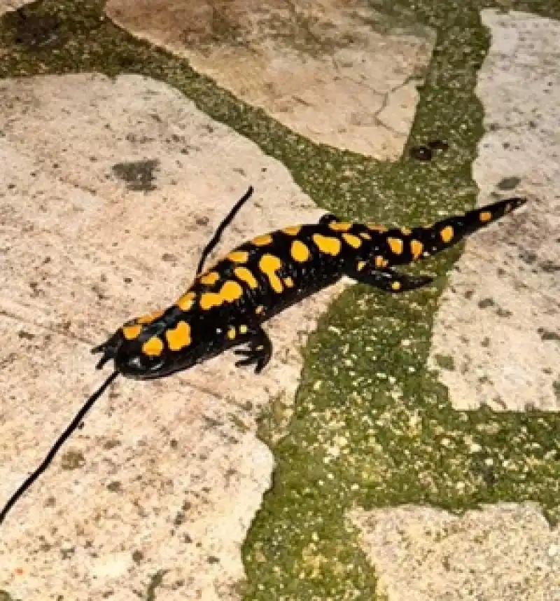 Şenköy’de Dikkat Çeken Canlı: Benekli Semender