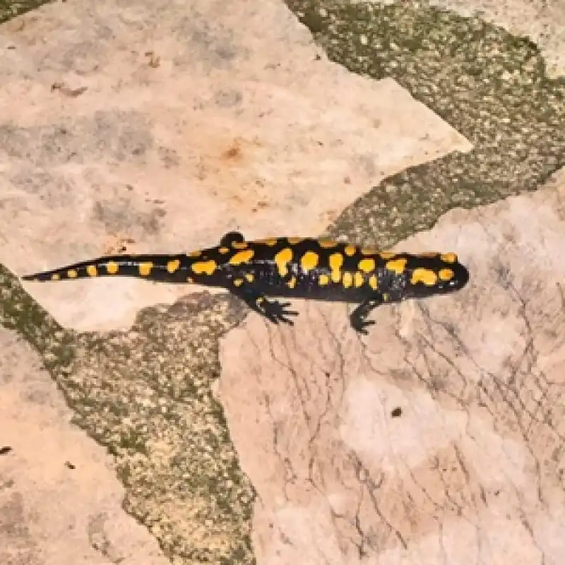 Şenköy’de Dikkat Çeken Canlı: Benekli Semender