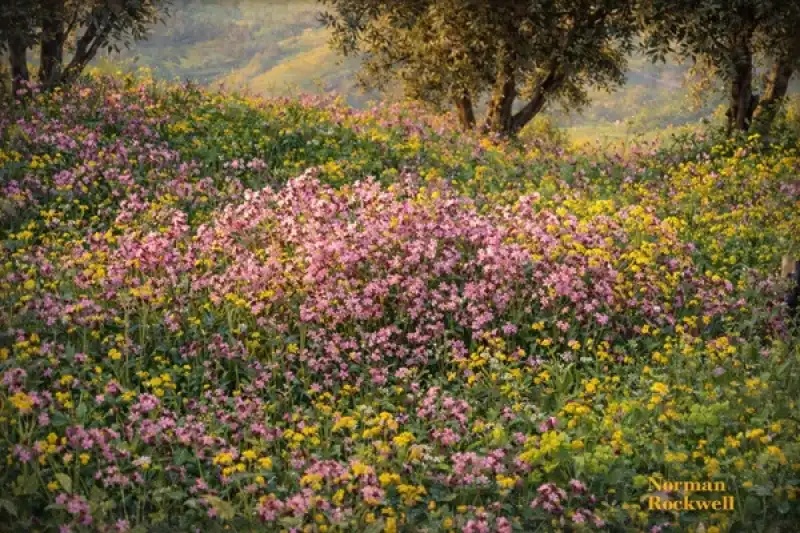 Altınözü’nde Bahar Renkleri Göz Kamaştırıyor