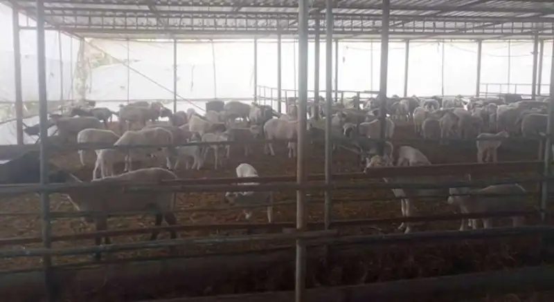 Çakallar Ağıra Saldırdı; 13 Koyun Telef Oldu