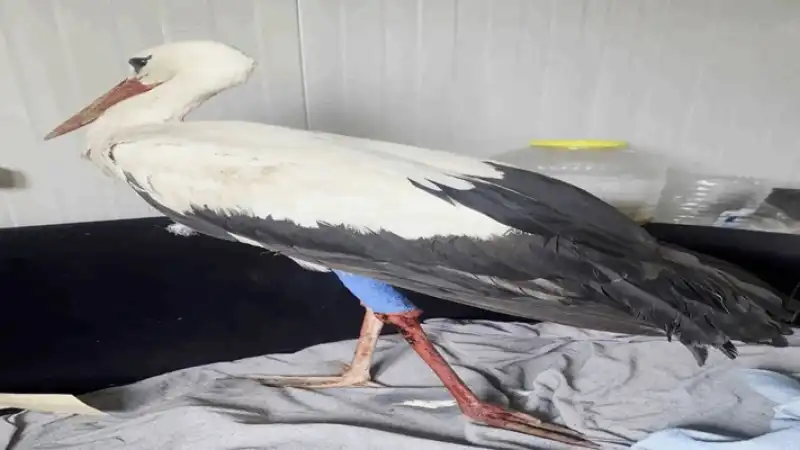 Hatay’da Göç Yolundaki Leylek Vuruldu!