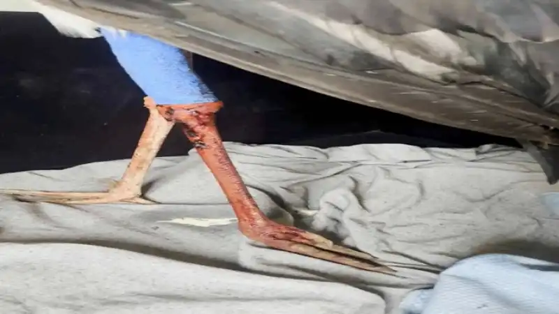 Hatay’da Göç Yolundaki Leylek Vuruldu!