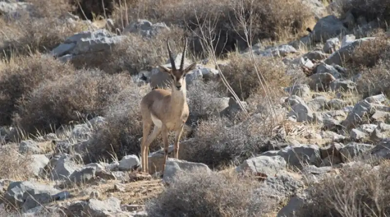 Yaban Hayatında Sevindirici Rekor: Dağ Ceylanı Sayısı Katlandı