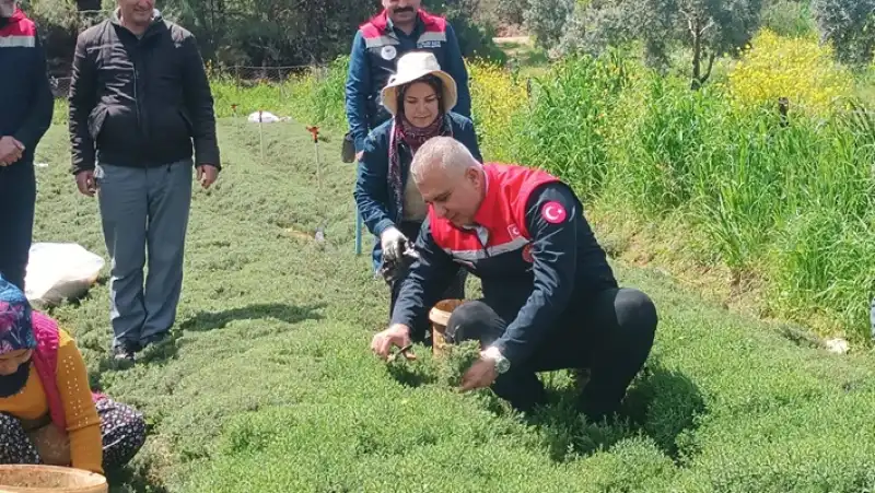 Hatay’da Kekik Hasadı Başladı