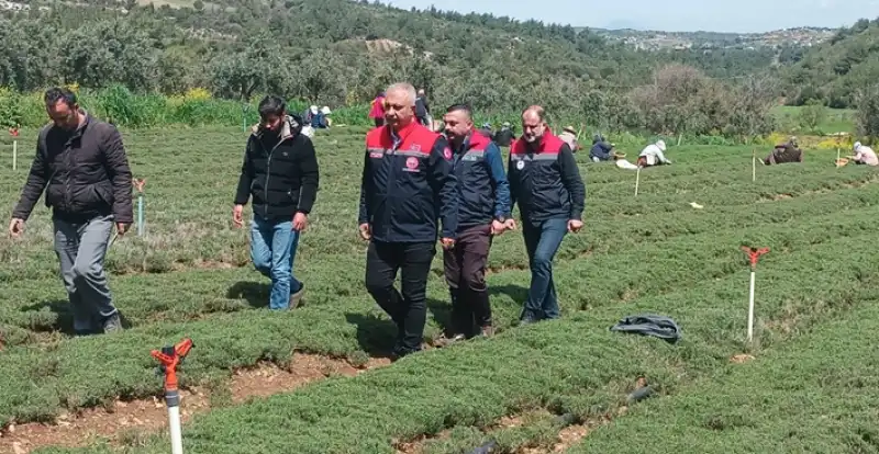 Hatay’da Kekik Hasadı Başladı