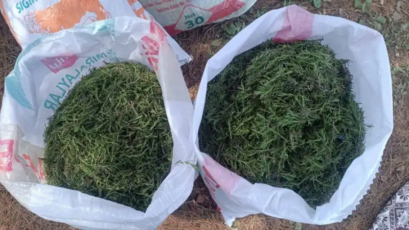 Hatay’da Kekik Hasadı Başladı