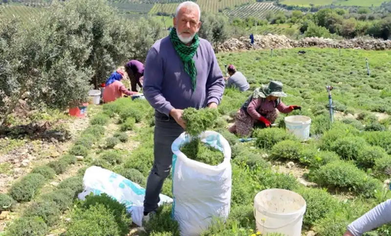 Koz Kalesinde Zahter Bereketi