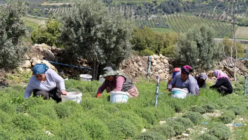 Koz Kalesinde Zahter Bereketi