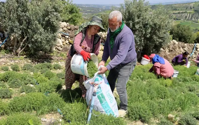 Koz Kalesinde Zahter Bereketi