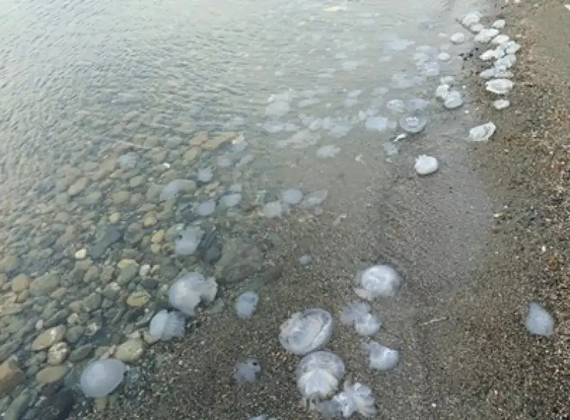 İSTE’den İskenderun Körfezi’nde Denizanası Yoğunluğu İncelemesi