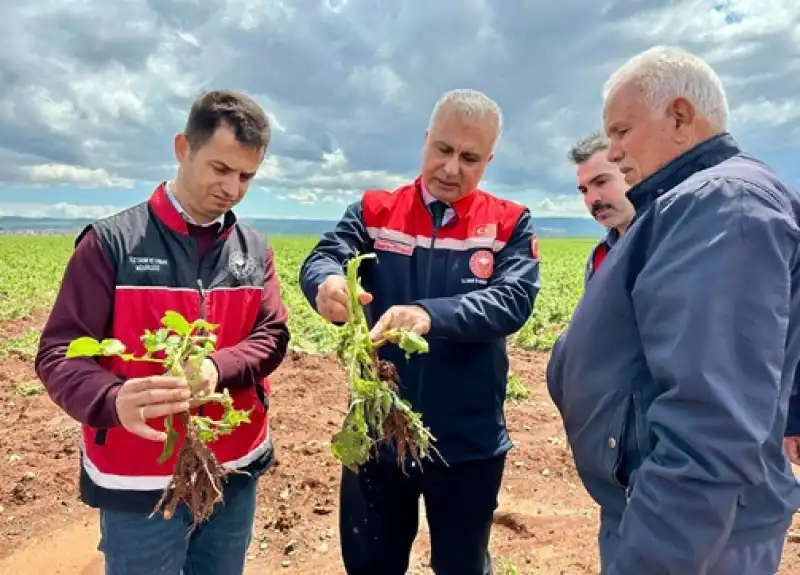 Patates Soğan Tarlasına İnceleme