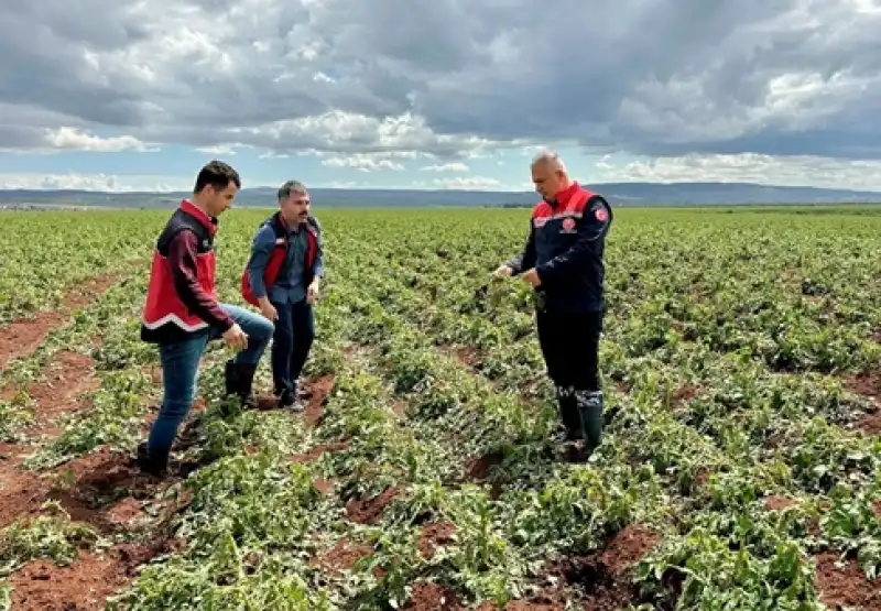 Patates Soğan Tarlasına İnceleme