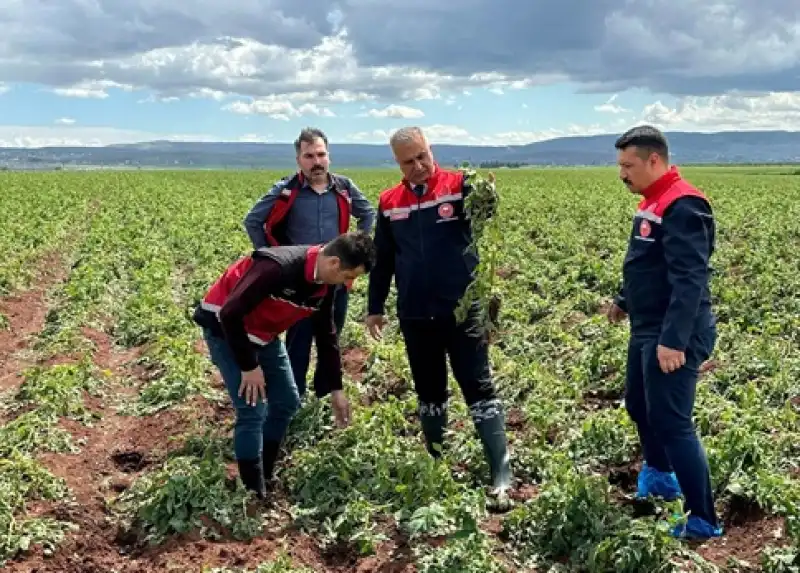 Patates Soğan Tarlasına İnceleme