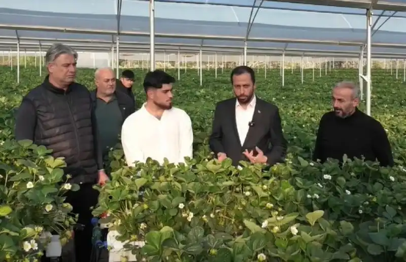 Yayladağı çileği Yıl Boyu üretimle Dünya Pazarına Açılıyor