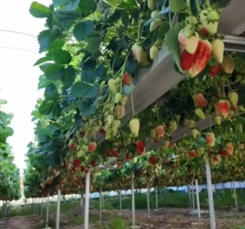 Yayladağı çileği Yıl Boyu üretimle Dünya Pazarına Açılıyor