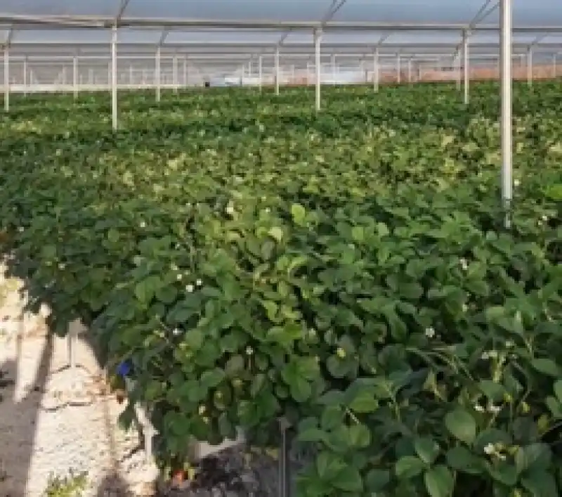 Yayladağı çileği Yıl Boyu üretimle Dünya Pazarına Açılıyor