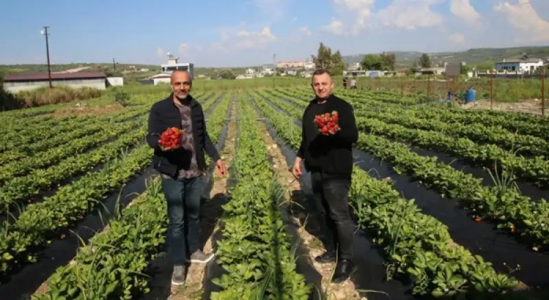 Altınözü’nde çilek Zamanı: Çileğini Tarladan Kendin Topla