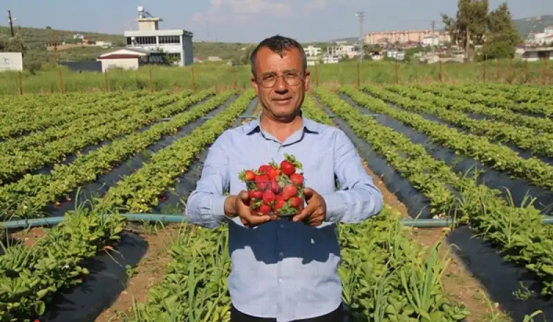 Altınözü’nde çilek Zamanı: Çileğini Tarladan Kendin Topla