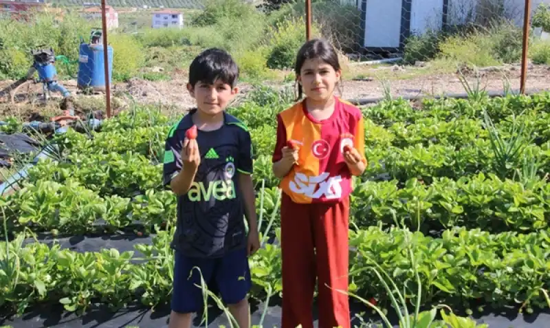 Altınözü’nde çilek Zamanı: Çileğini Tarladan Kendin Topla