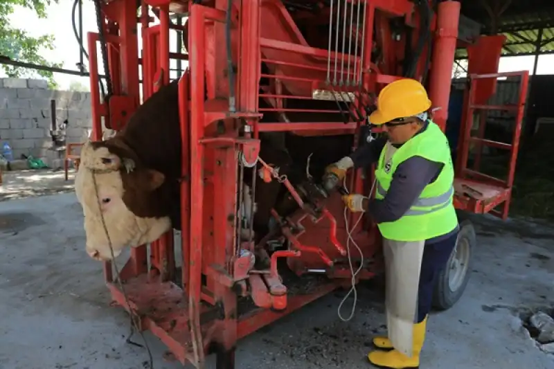 HBB’den Büyükbaş Hayvanlara Yerinde ücretsiz Bakım Desteği
