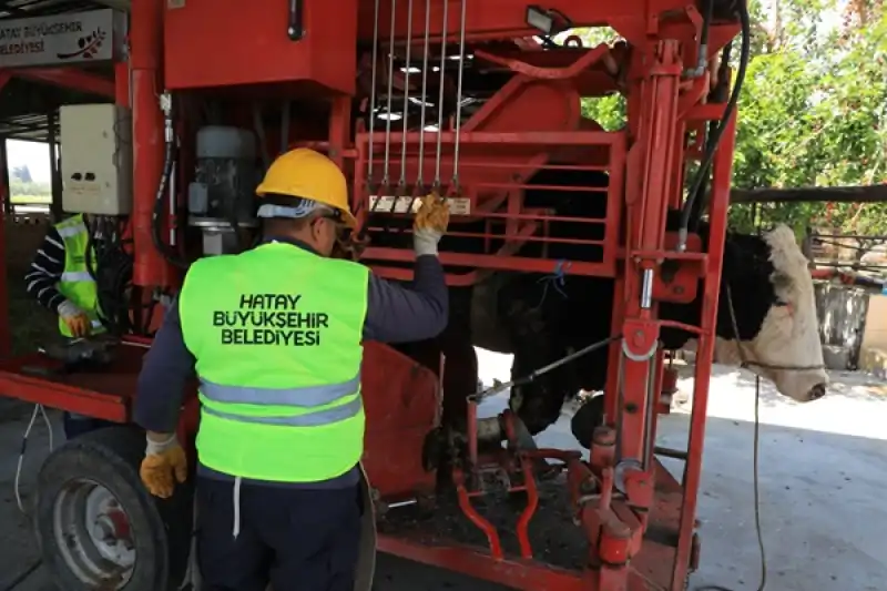 HBB’den Büyükbaş Hayvanlara Yerinde ücretsiz Bakım Desteği