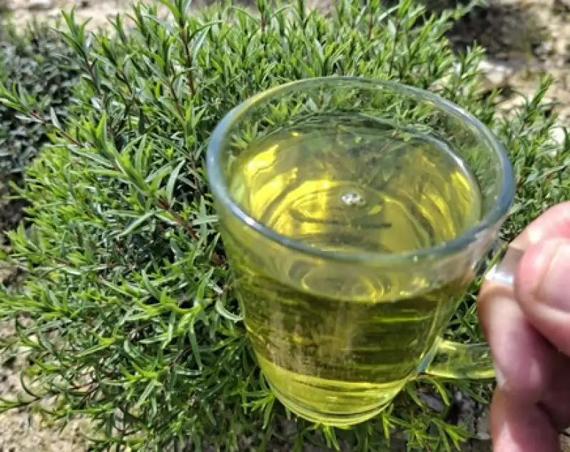 Koz Kalesi’nde Şifa Molası: Taze Zahterden Çay Keyfi