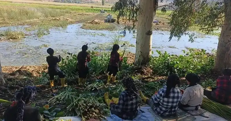 Su Sümbülleri Kadınlara Umut, Doğaya Nefes Oldu