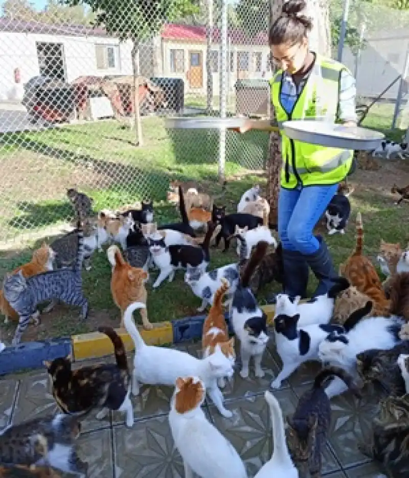 HBB Kedi Bakım Ve Rehabilitasyon Merkezi Sokak Canlarına Umut Oluyor