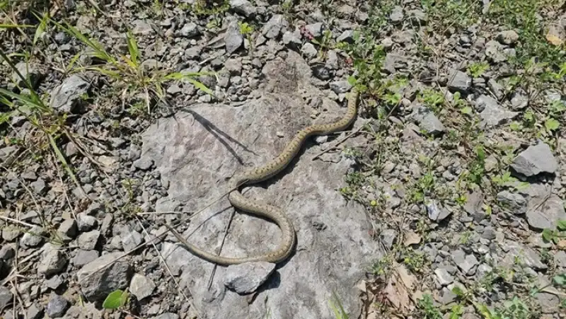 Samandağ’da Denizden Çıkan Yılan Mahallede Panik Yarattı