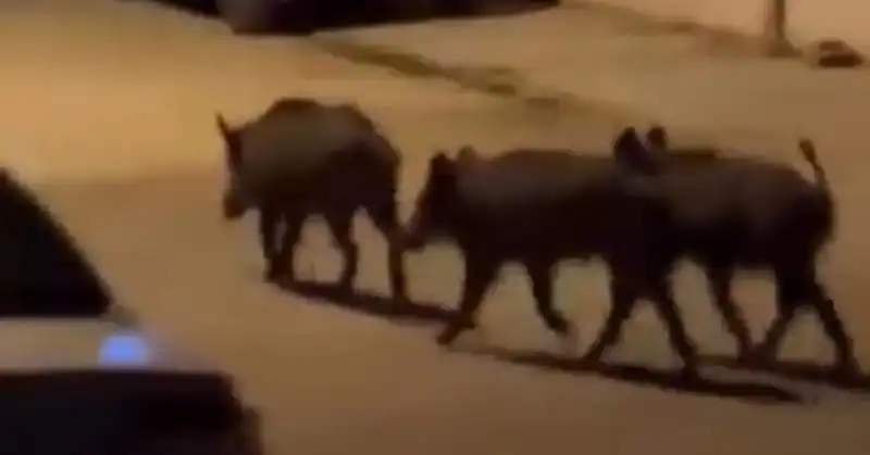 Domuz Sürüsü Mahalleye İndi!