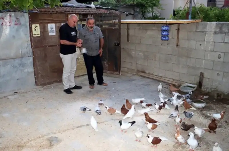 Güvercinler Onun İçin Bir Hobi Değil, Hayatın Parçası