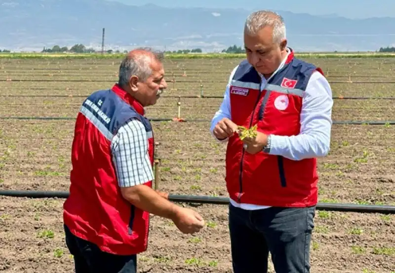 Kumlu’da Yer Fıstığı Tarlalarında İnceleme