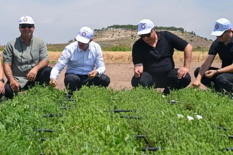 HMKÜ Tarımsal Araştırma Ve Uygulama Merkezinde Tahıl Hasadı Başladı