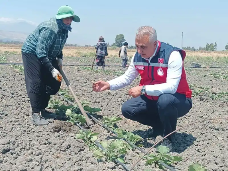İl Müdürü Türkmen’den Sebze üreticilerine Saha Ziyareti