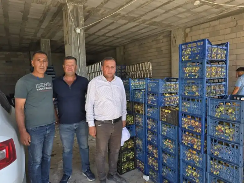 Kayısıda Rekor Mutluluğu Kayısının Başkenti Malatya’ya Da Yüzlerce Ton Satıldı 