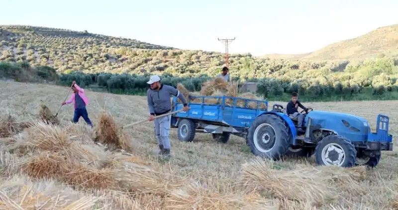Patosla Asırlık Buğday Harmanı Geleneği Yaşatılıyor