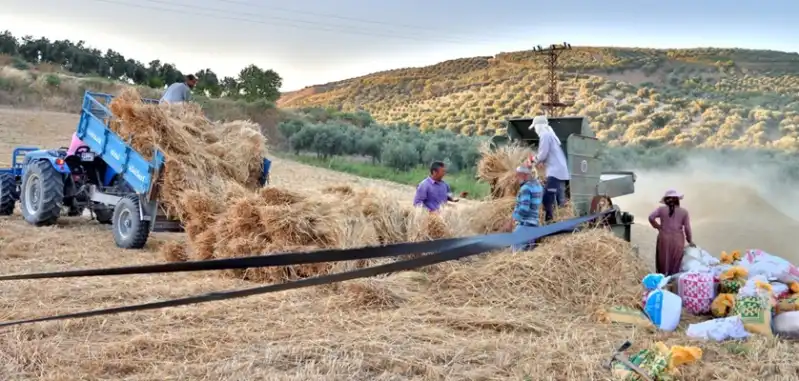 Patosla Asırlık Buğday Harmanı Geleneği Yaşatılıyor