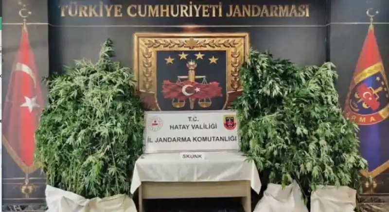 Kenevir Tarlaları Dronla Tespit Edildi!