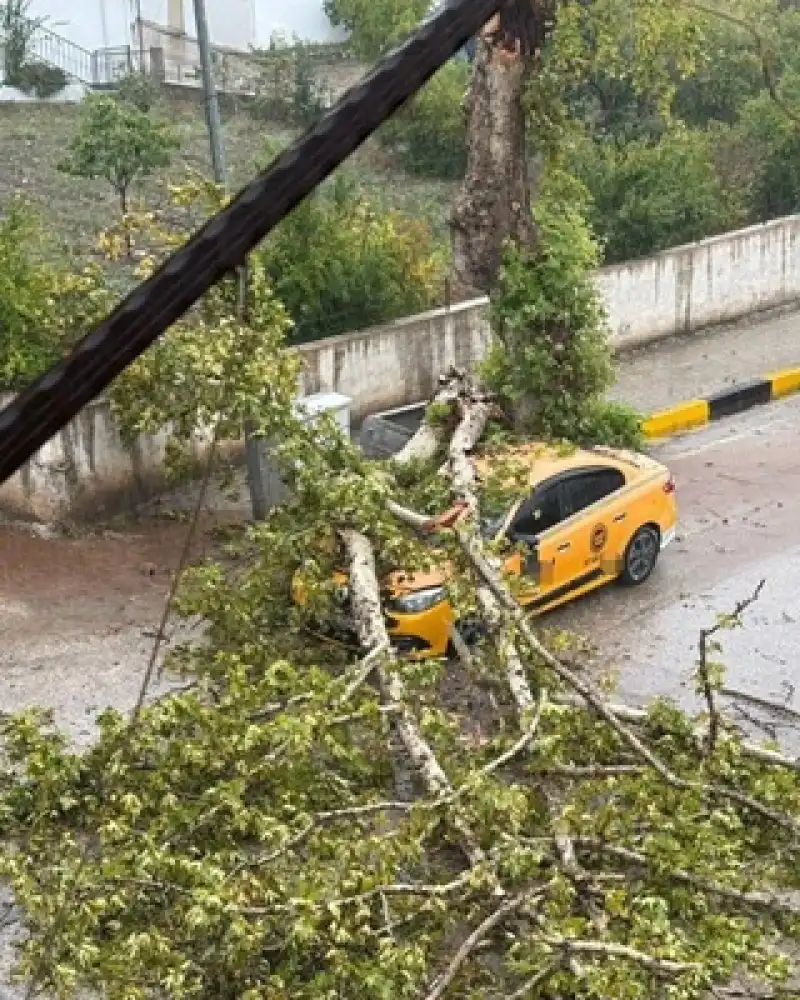 Fırtına Ağacı Kökünden Söktü, Araç Hasar Gördü